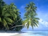 Palm Paradise Beach